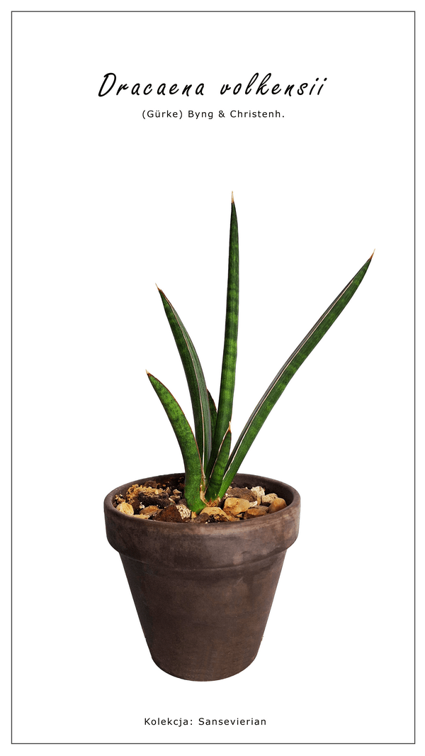 Volkensii 2