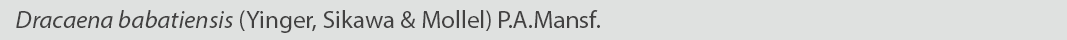 Dracaena babatiensis