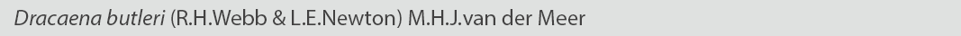 Dracaena butleri