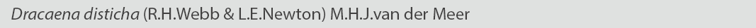 Dracaena disticha