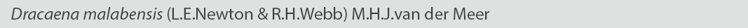 Dracaena malabensis