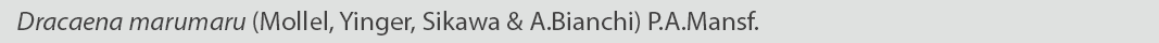 Dracaena marumaru