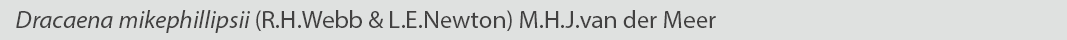 Dracaena mikephilipsii