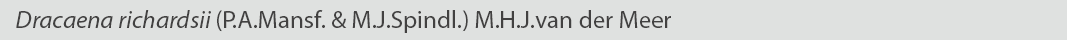 Dracaena richardsii