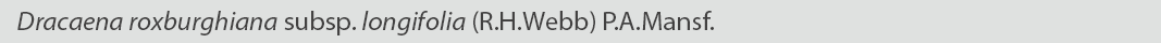 Dracaena roxburghiana longifolia