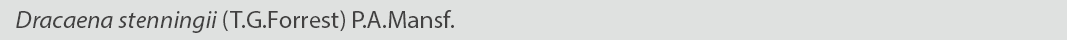 Dracaena stenningii