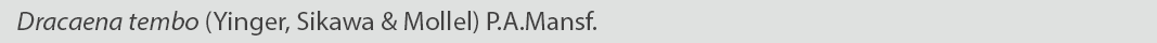 Dracaena tembo