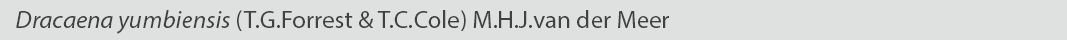 Dracaena yumbiensis